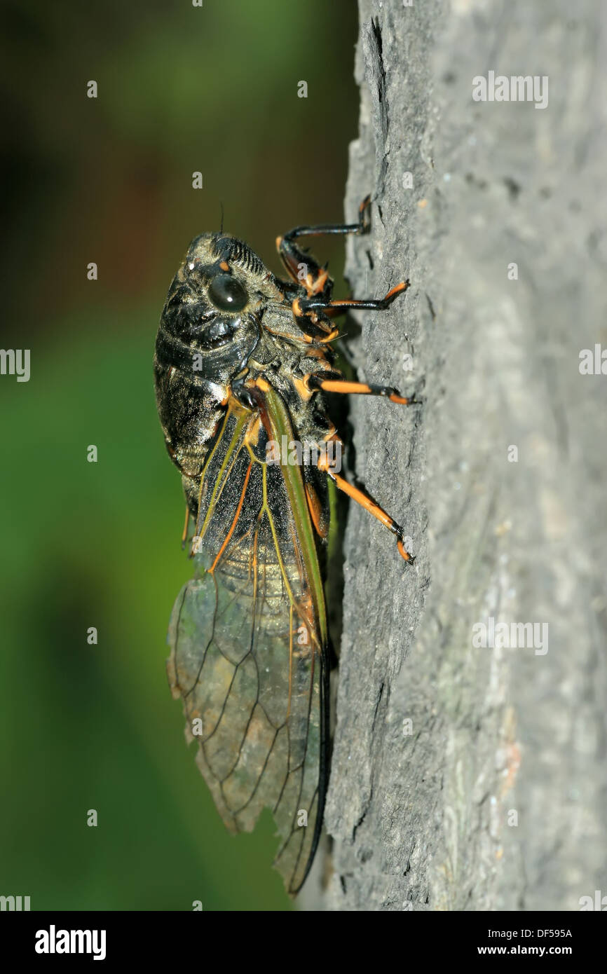 closeup of black cicada on a tree Stock Photo