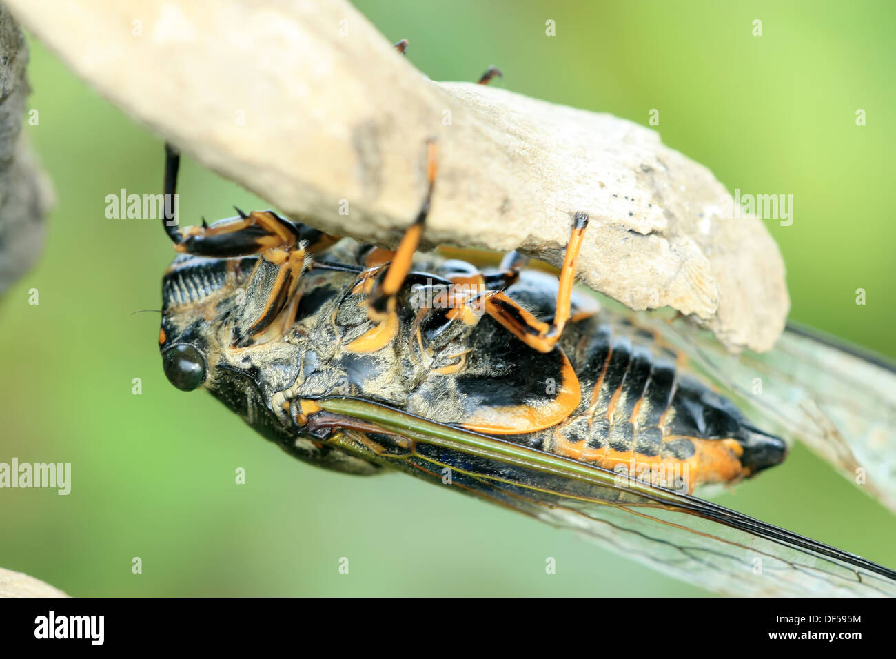 closeup of black cicada on a tree Stock Photo