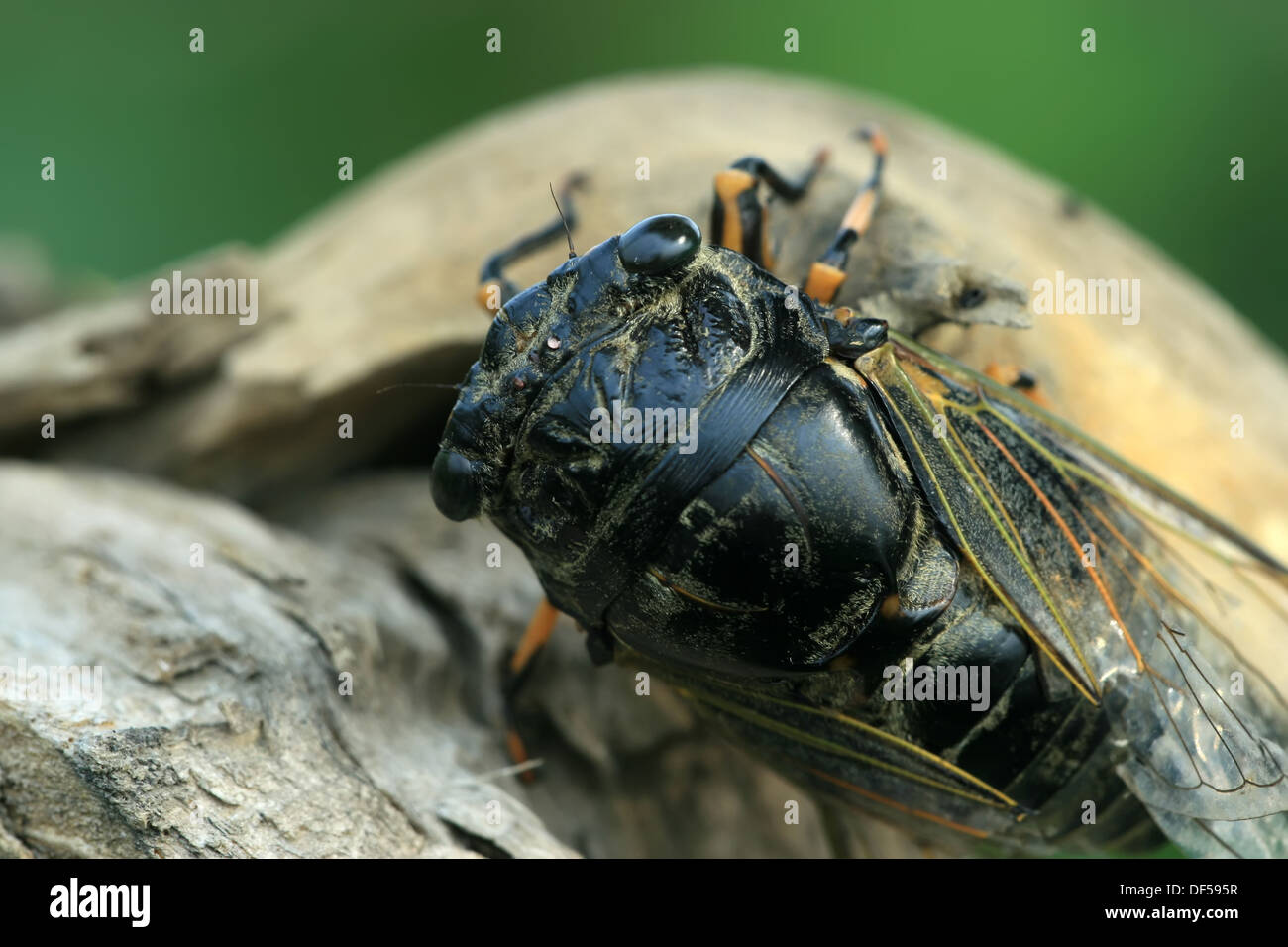 closeup of black cicada on a tree Stock Photo