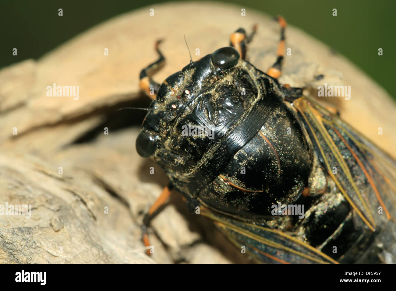 closeup of black cicada on a tree Stock Photo
