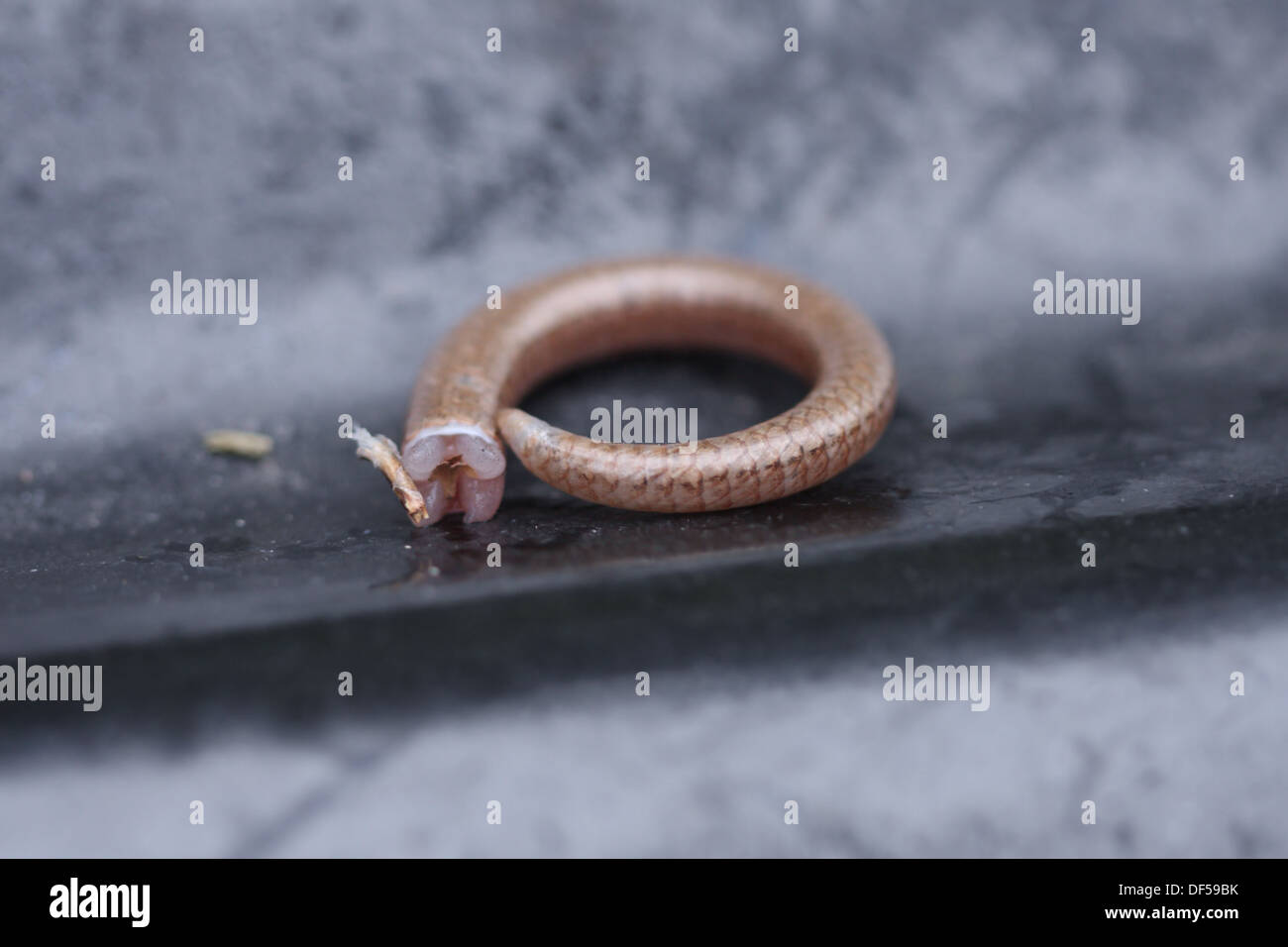 Broken tail section from a slow worm - the photographer had nothing to do  with the slow-worm losing its tail Stock Photo - Alamy