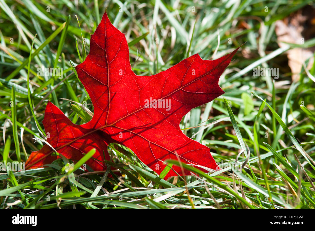 Colourful autumn maple leaves closeup - natural background Stock Photo ...