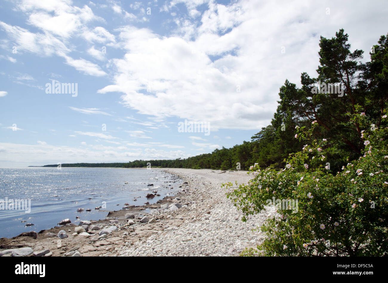 Beach with glittering water and blooming roses Stock Photo