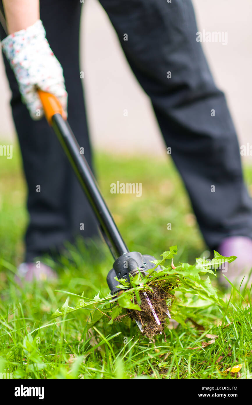 Woman pulling weeds out, dandelion with a roots Stock Photo