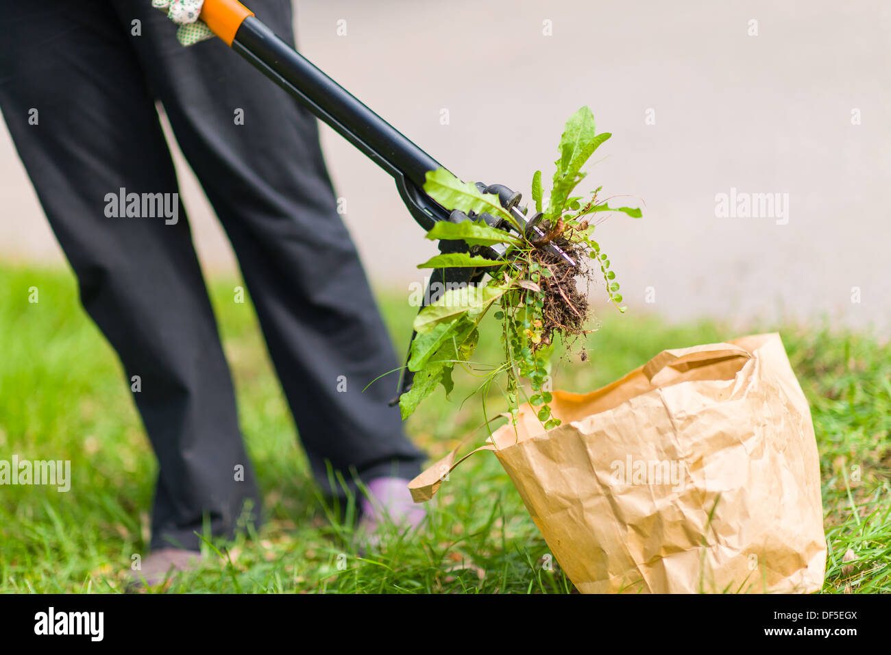 Woman pulling weeds out, dandelion with a roots Stock Photo