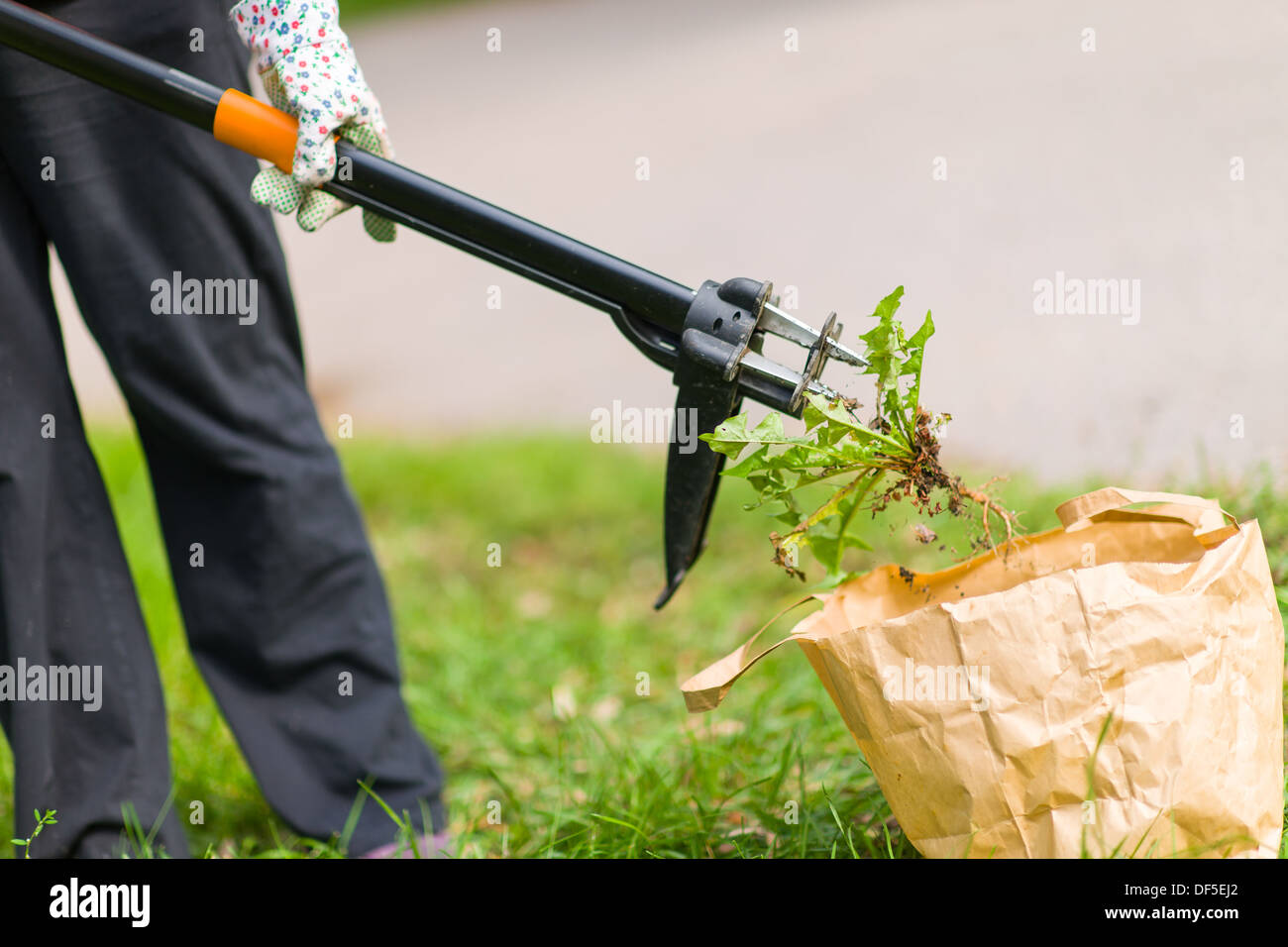 Pulling weeds hires stock photography and images Alamy