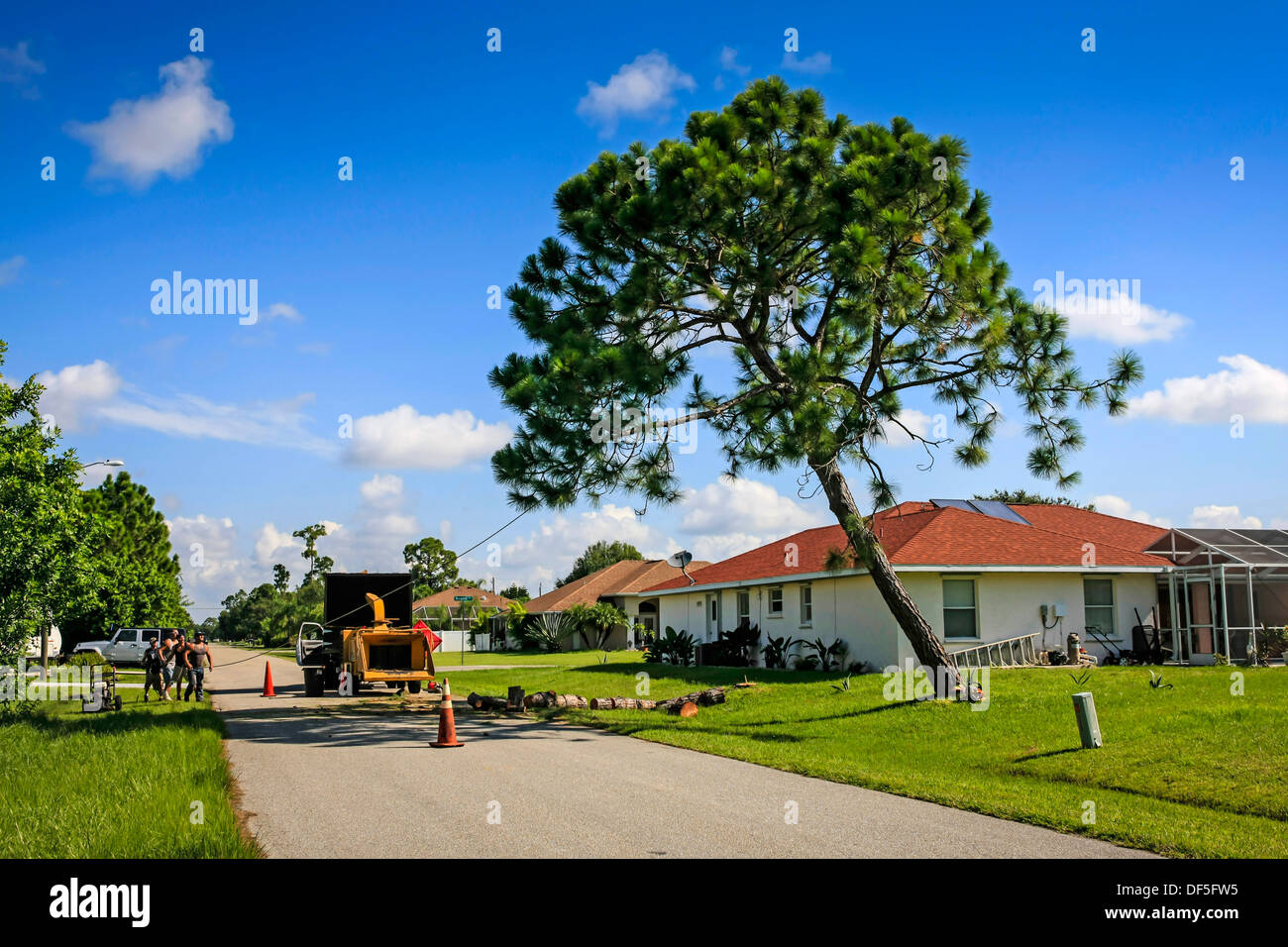 Series of eight photos of the demise of a tree in a Florida residential area. Stock Photo