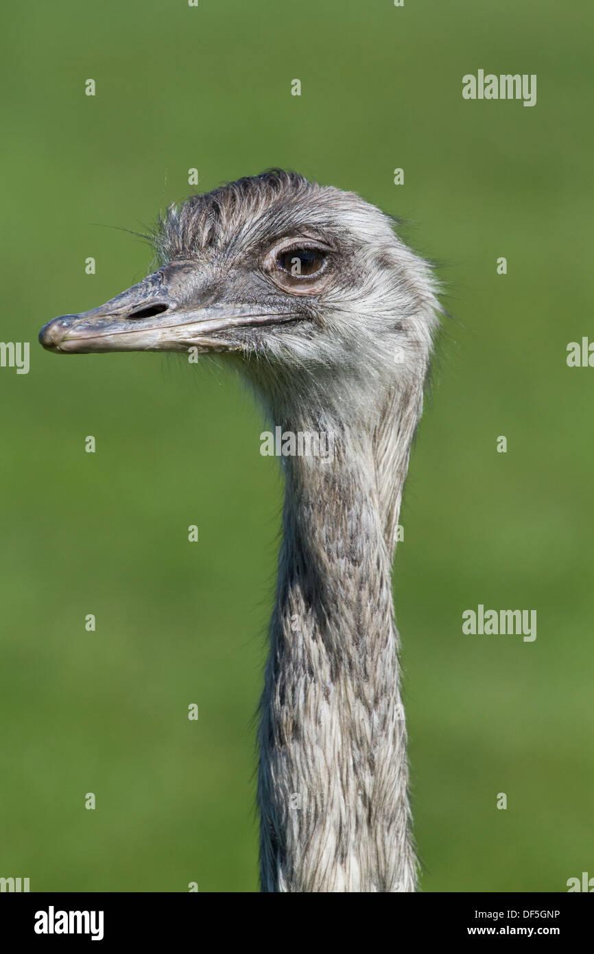 Ostrich in the wild closeup on a green background Stock Photo