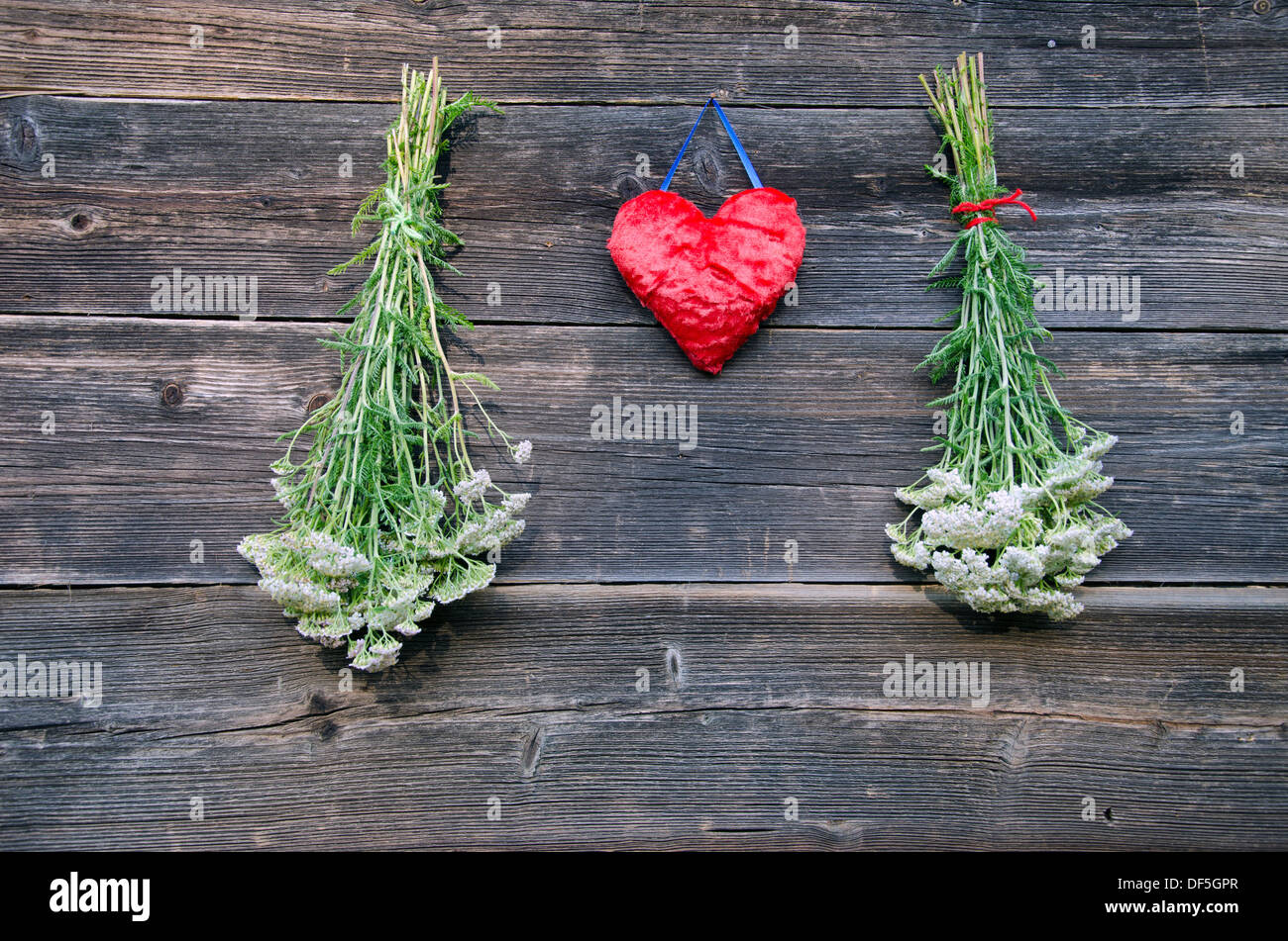 red heart and medical plant Achillea millefolium yarrow common herb bunch on old wooden farm wall Stock Photo