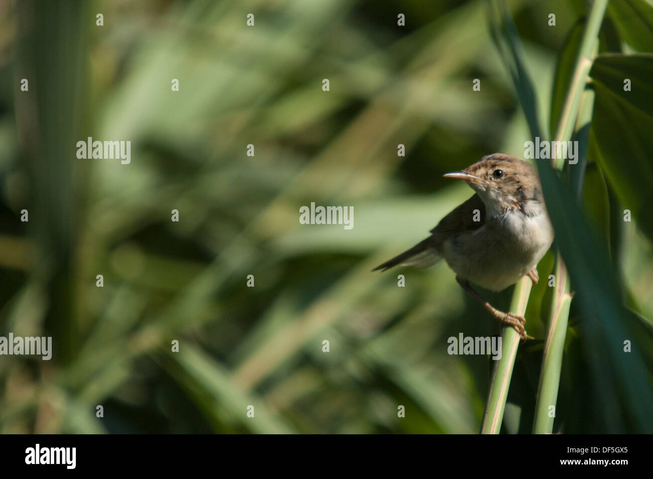 Reed Warbler to side of frame looking inward. Stock Photo