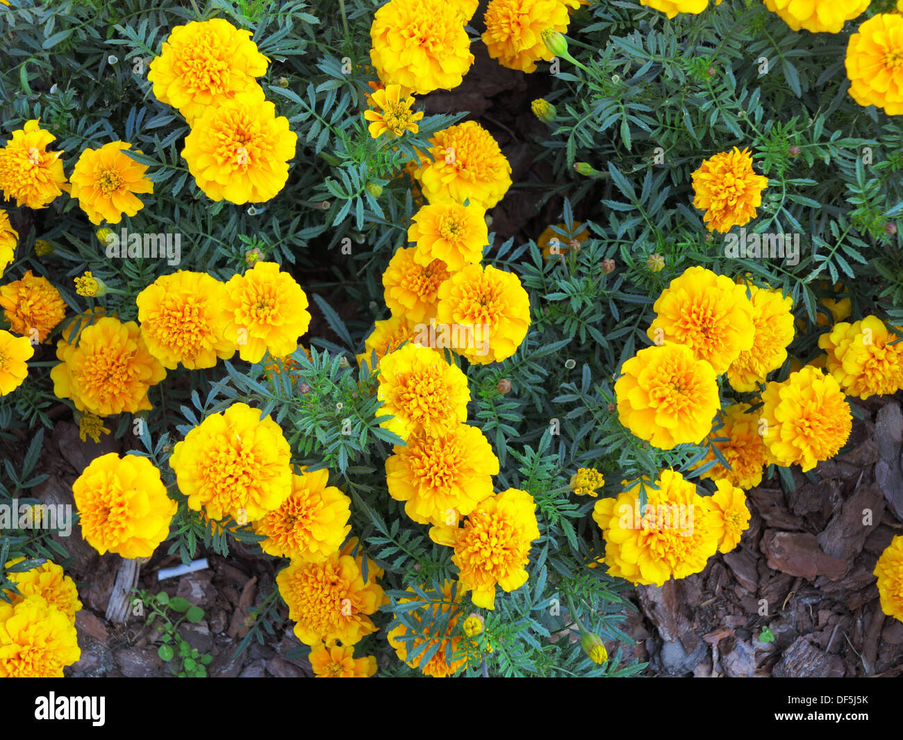 Yellow aster flowers in the garden as background. Marigold - Tagetes erecta L. Stock Photo