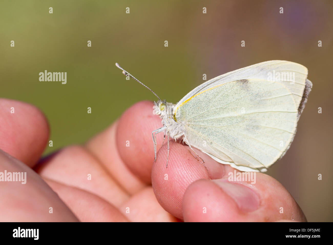 large white , Pieris brassicae perched on a hand Stock Photo
