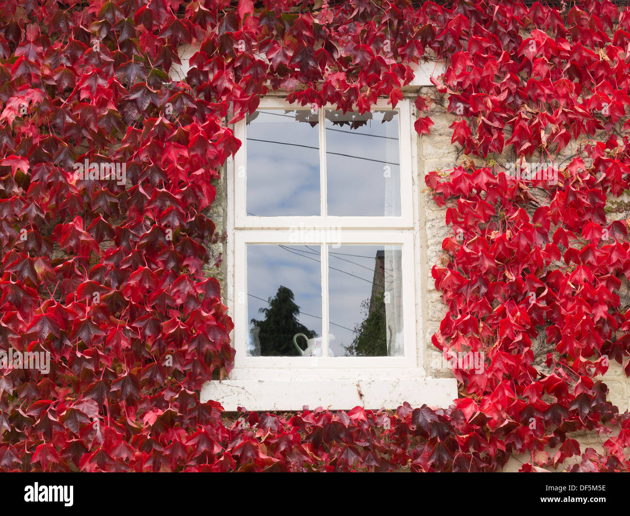 A four pane window of a stone built pub surrounded by autumn red Virginia Creeper in Nunnington North Yorkshire Stock Photo