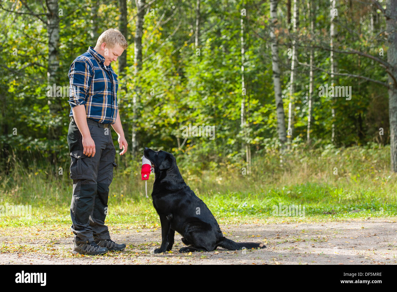 Labrador Owner Dog owner trains his labrador retriever on outdoor, horizon format ...