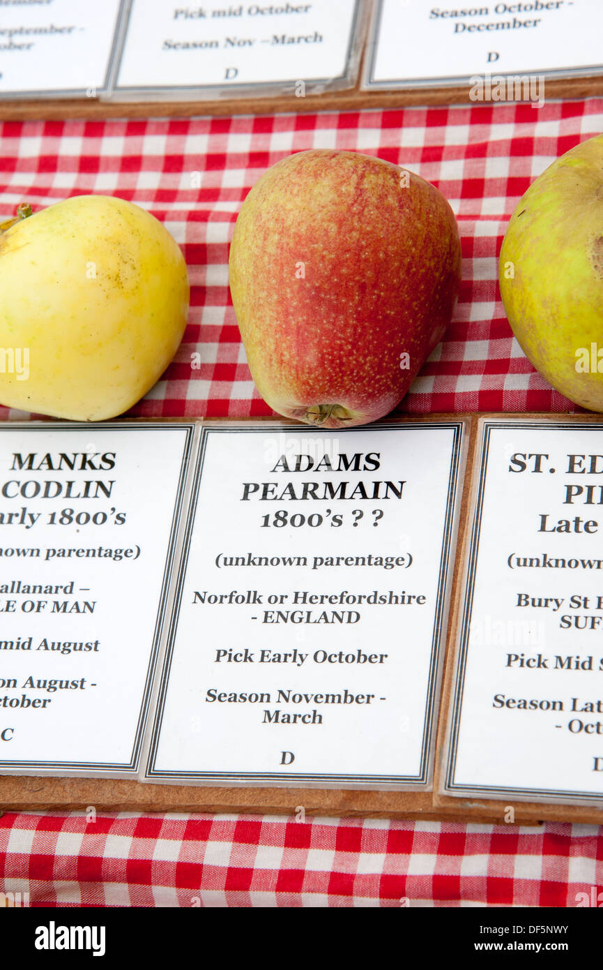 Adams Pearmain apple dates from the 1800's grown in Norfolk and Herefordshire UK Stock Photo
