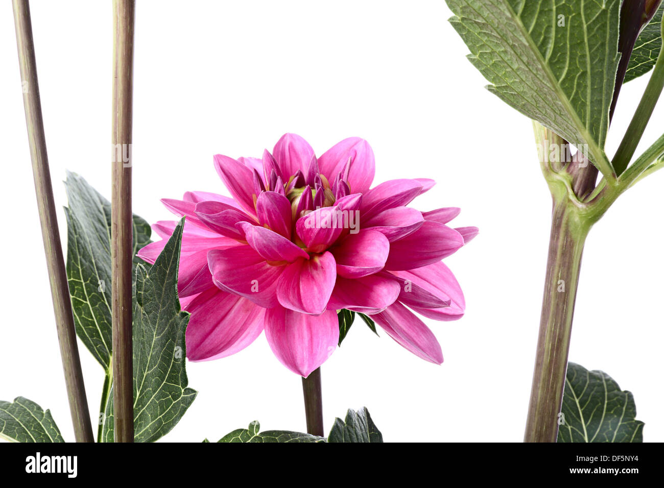 Pink dahlia bush hi-res stock photography and images - Alamy