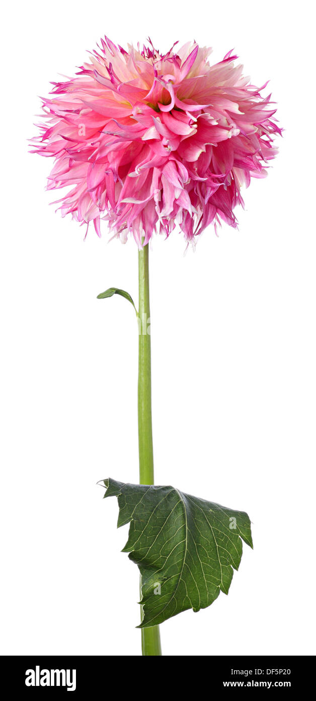High pink flower of dahlia isolated on a white background Stock Photo ...
