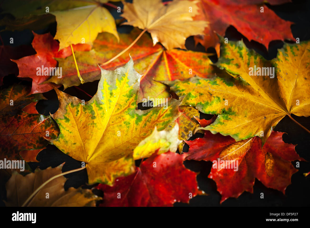Colorful autumn wet maple leaves lay on black background Stock Photo