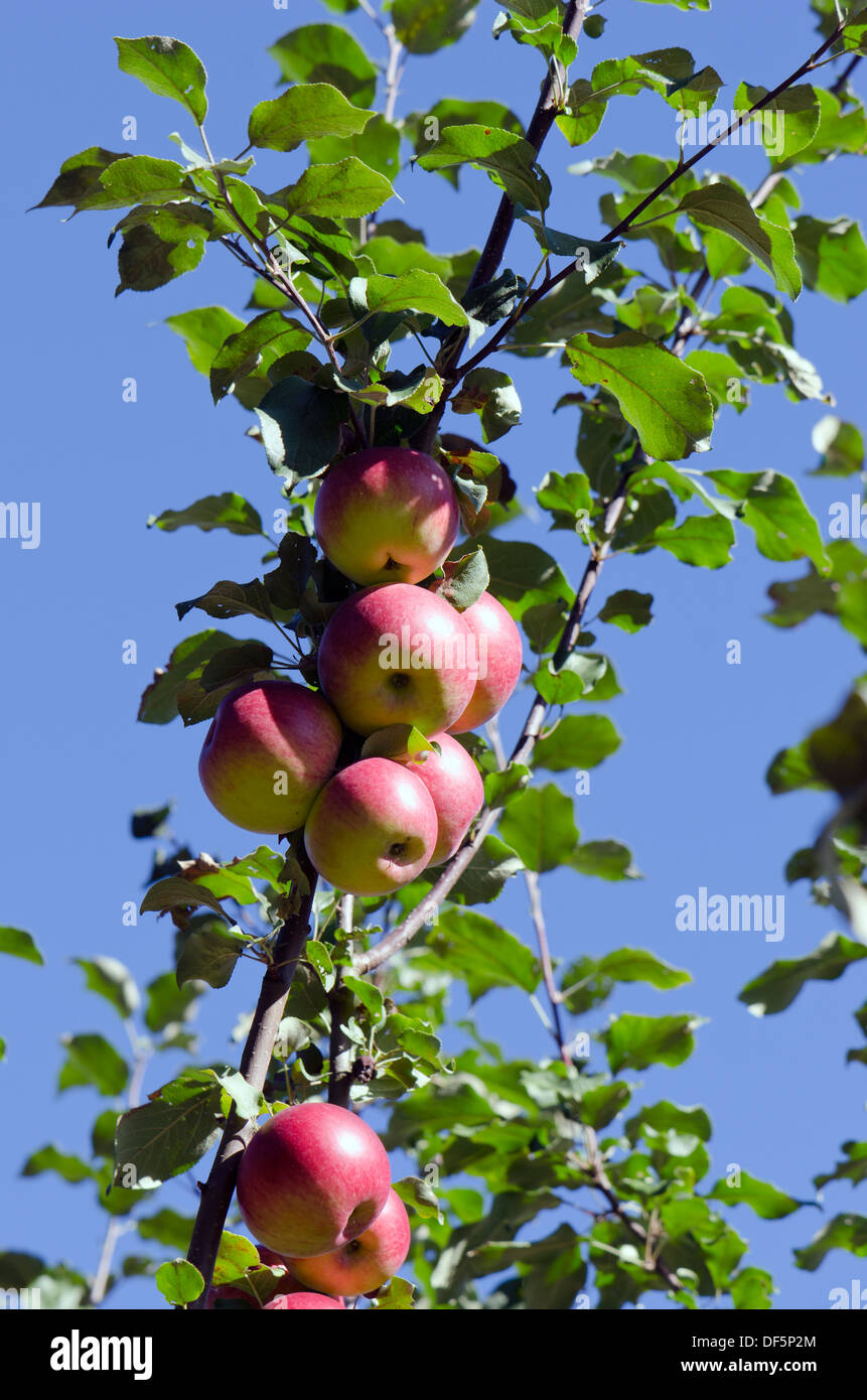 Summer end ripe apple on hi-res stock photography and images - Alamy