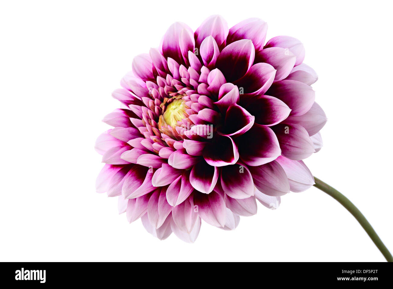 Close-up of beautiful violet dahlia isolated on a white background Stock Photo