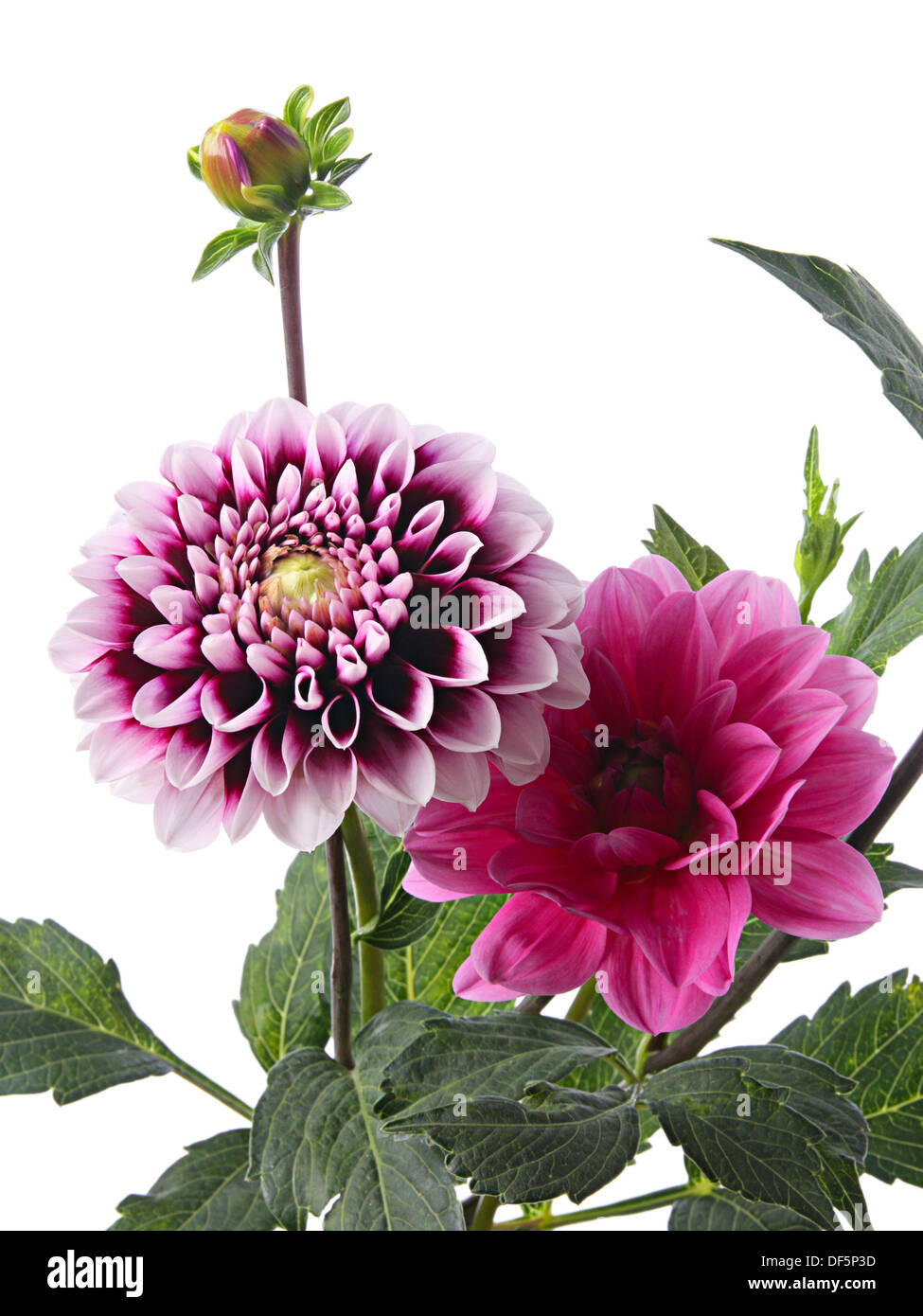 Flowers. Beautiful dahlia isolated on a white background Stock Photo ...