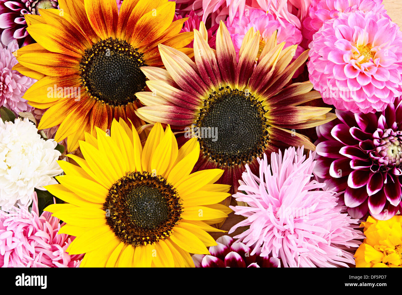 Autumn background from different flowers Stock Photo - Alamy