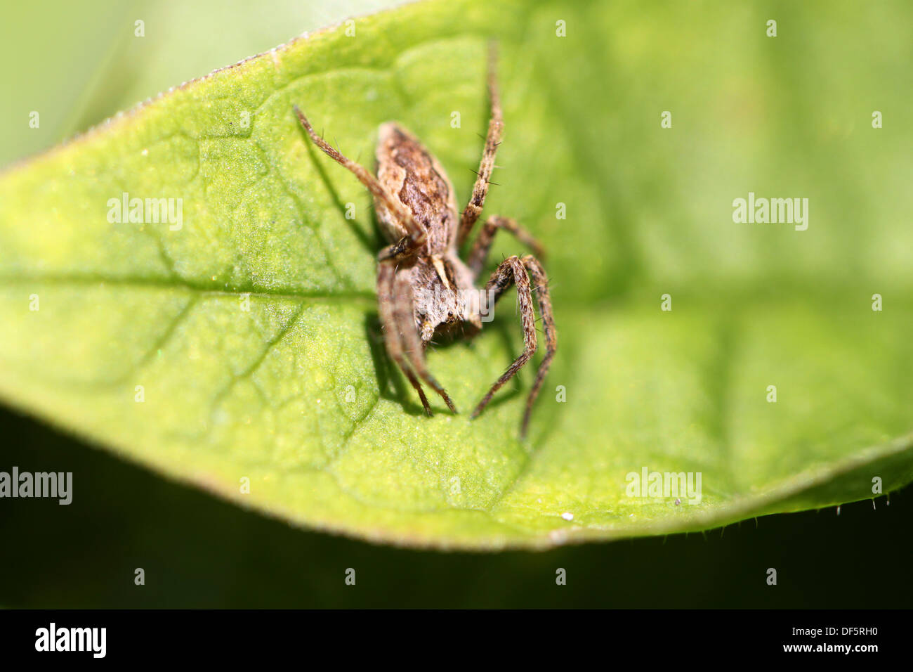 A small brown spider is sitting on a green leaf Stock Photo