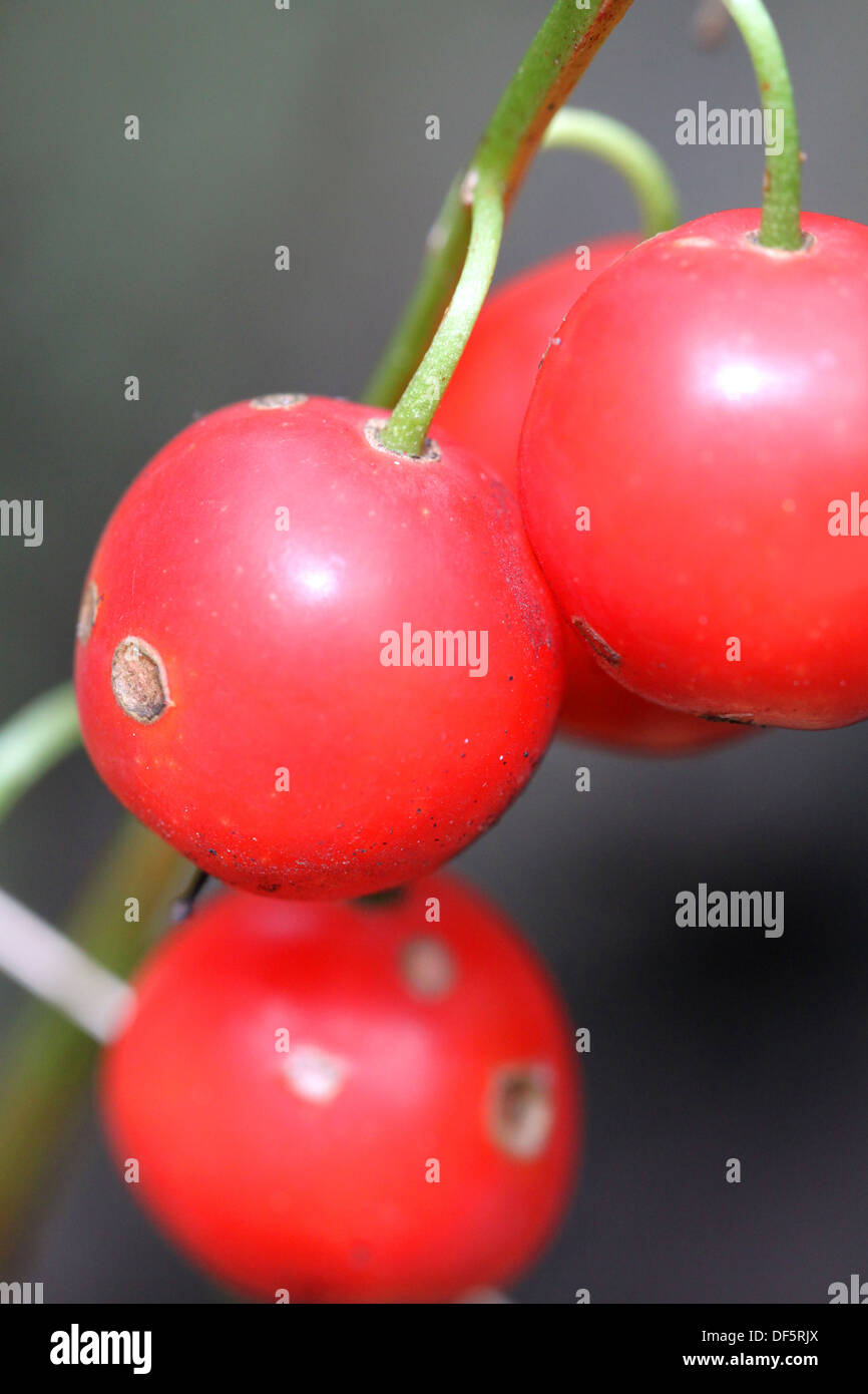 Berries are poisonous flower lily of the valley Stock Photo Alamy