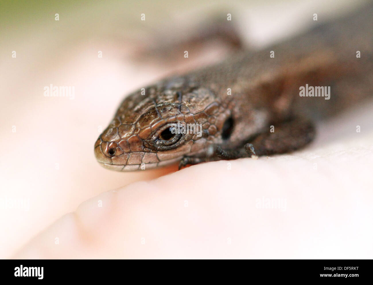 Little brown lizard on hand Stock Photo