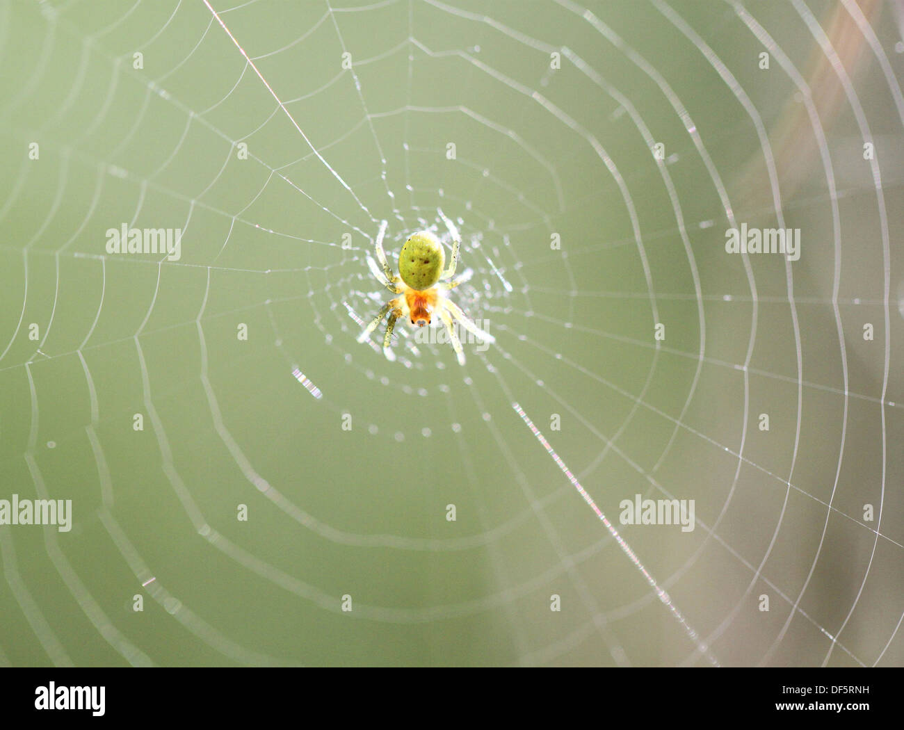Small yellow-green spider is sitting on a spider web Stock Photo
