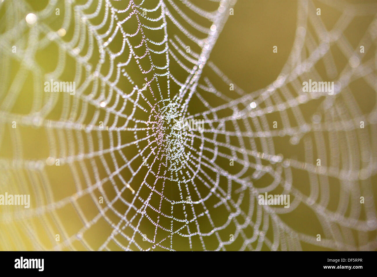 Spider web with drops Stock Photo