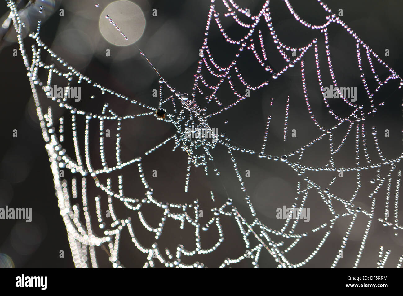 Spider web with drops Stock Photo
