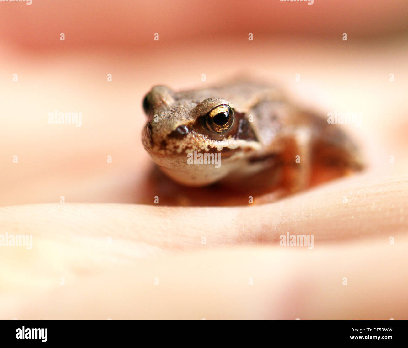 Baby green frog hi-res stock photography and images - Alamy