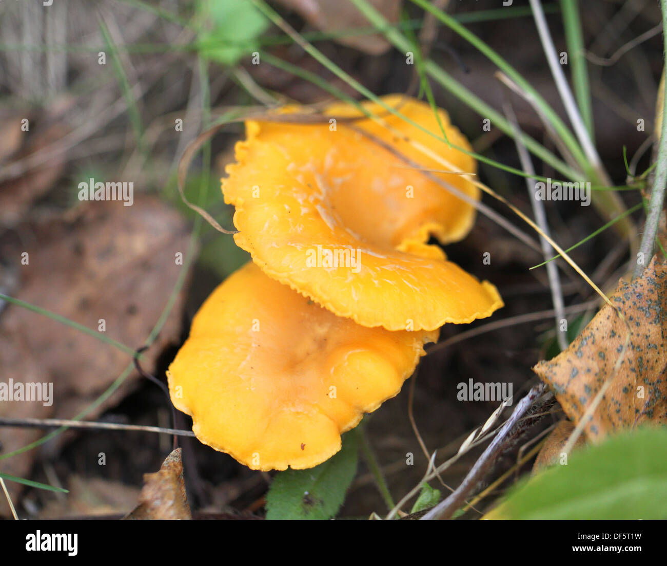 Delicacy chanterelle mushrooms Stock Photo