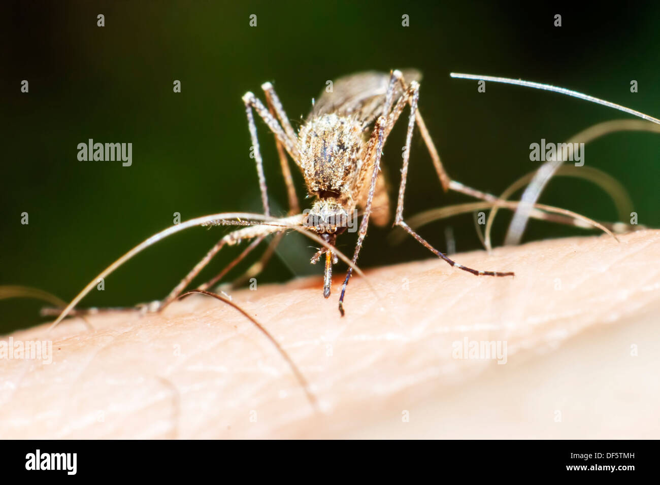 The common mosquito Stock Photo