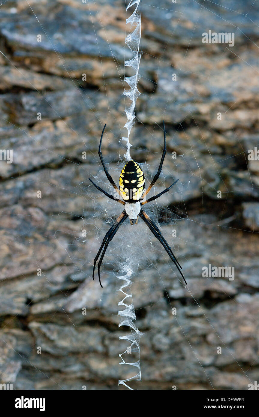 Black And Yellow Garden Spider Argiope Aurantia Spider North