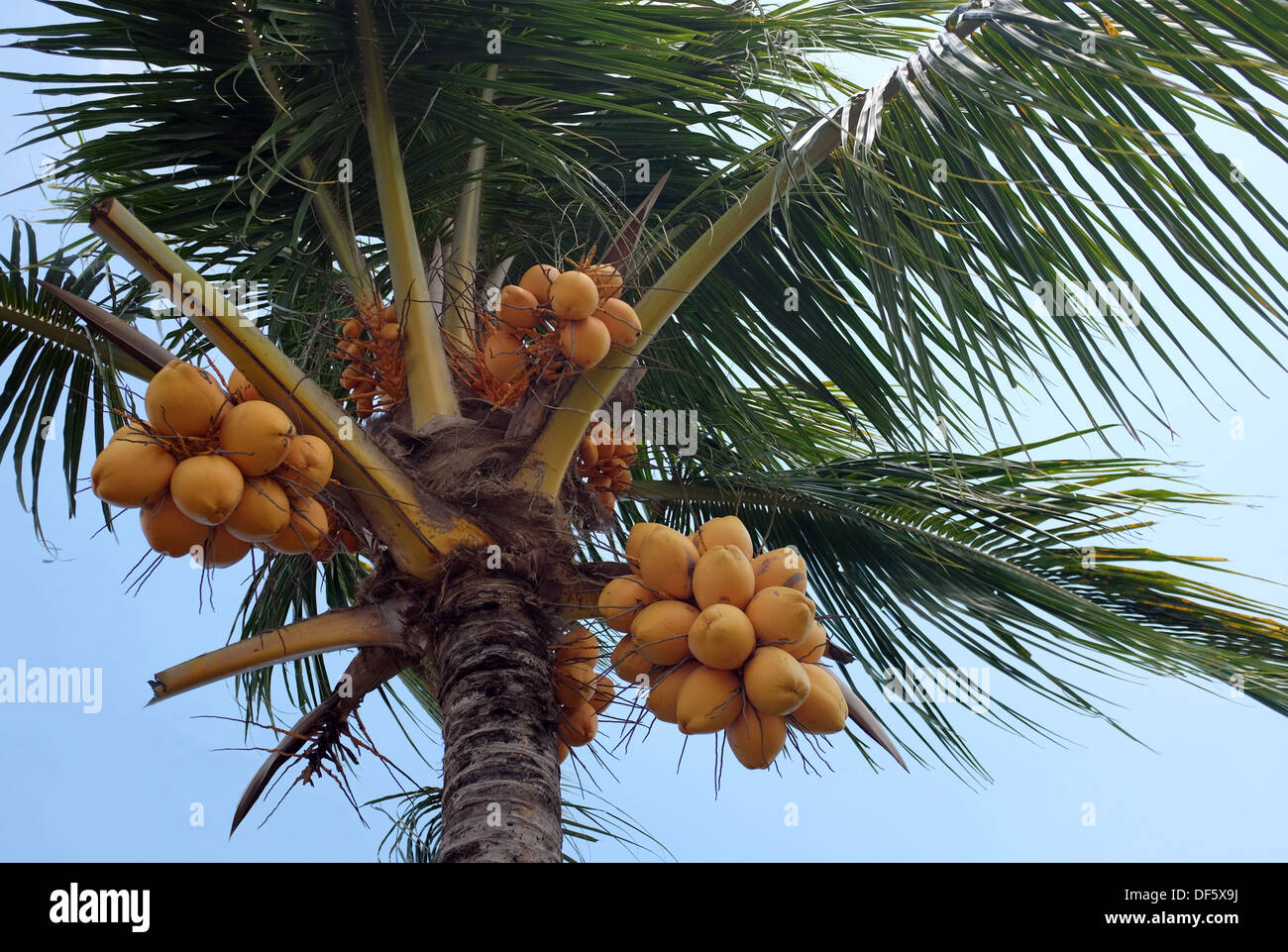 Yellow coconut tree, cocos nucifera Stock Photo