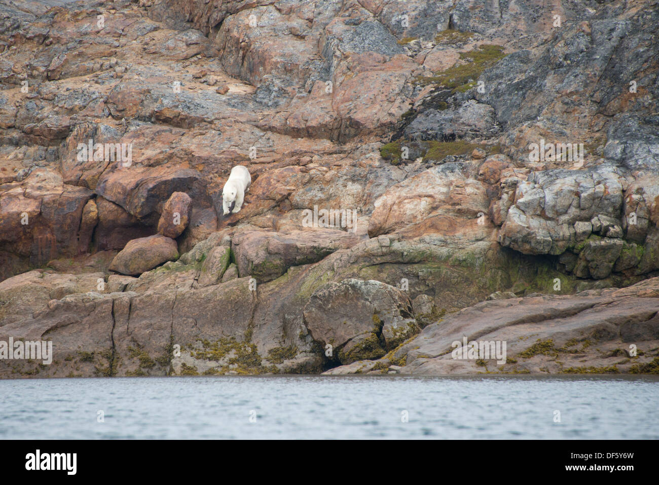 Canada, Quebec, Lower Savage Islands. Lone polar bear (Ursus maritimus) on rocky shore. Stock Photo