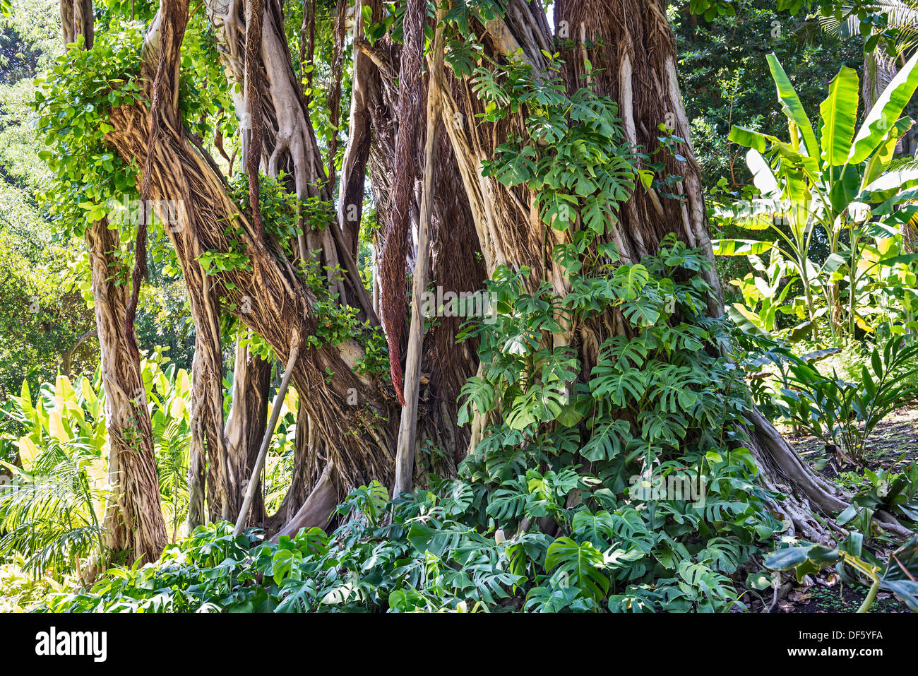 Ficus thonningii is a species of Ficus with it's intricate roots and  trunk. Stock Photo