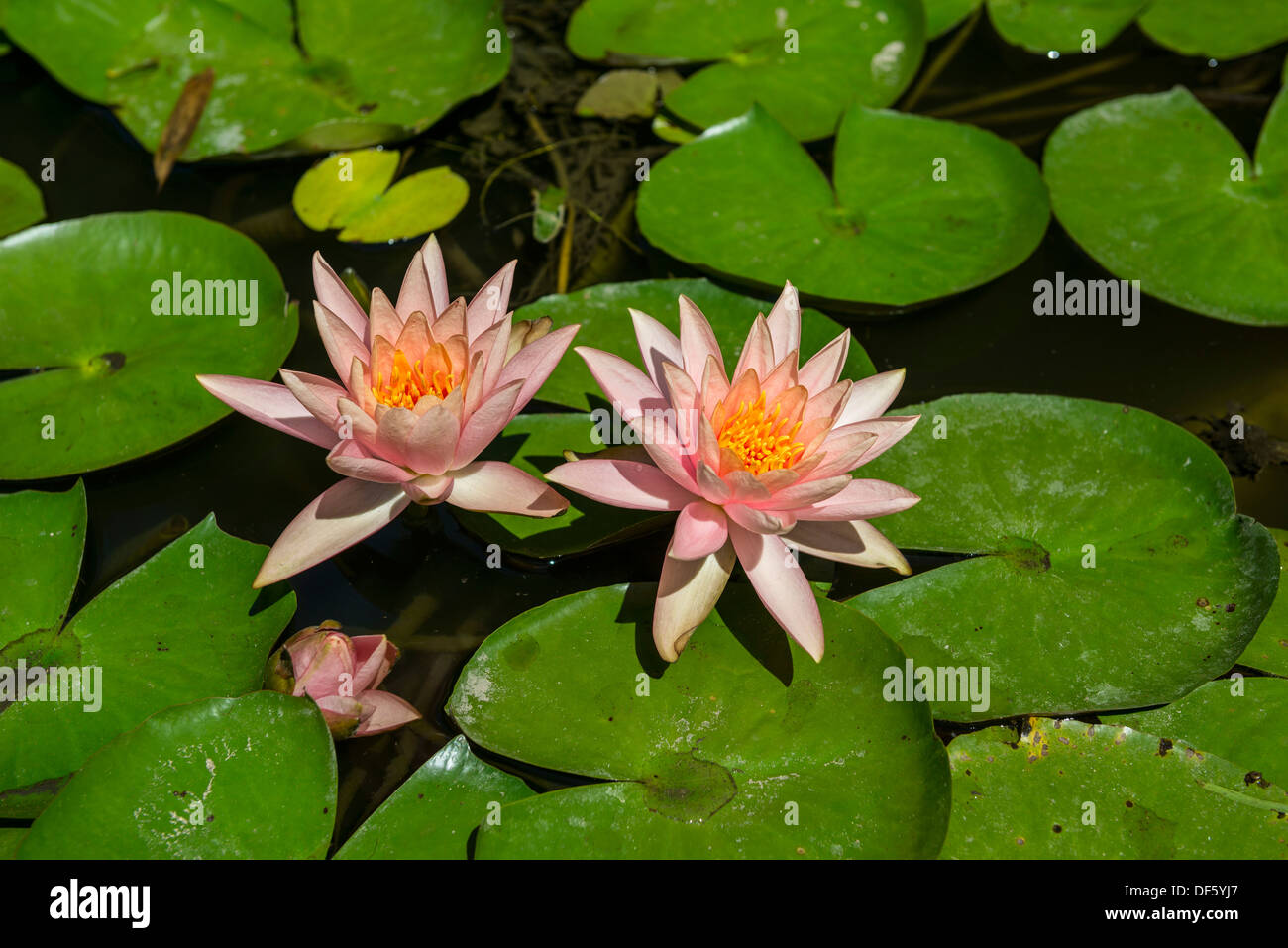 Beautiful lily pond with pink water lilies in bloom with koi fish