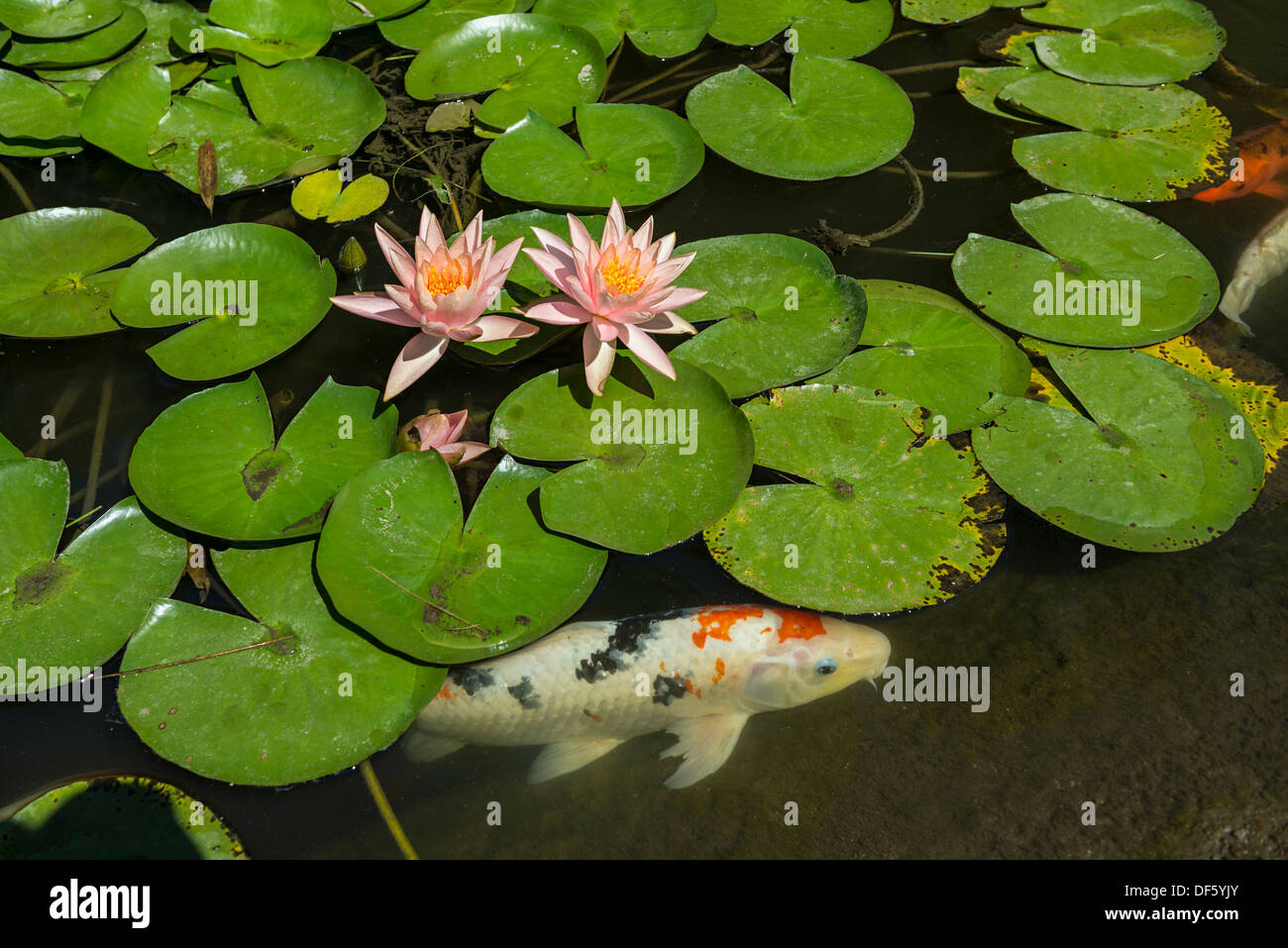 Beautiful lily pond with pink water lilies in bloom with koi fish ...