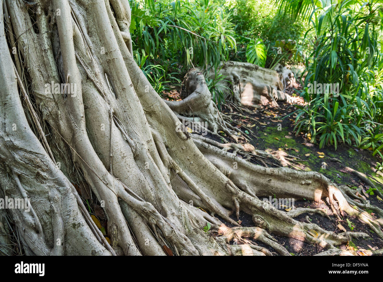 Ficus thonningii is a species of Ficus with it's intricate roots and  trunk. Stock Photo