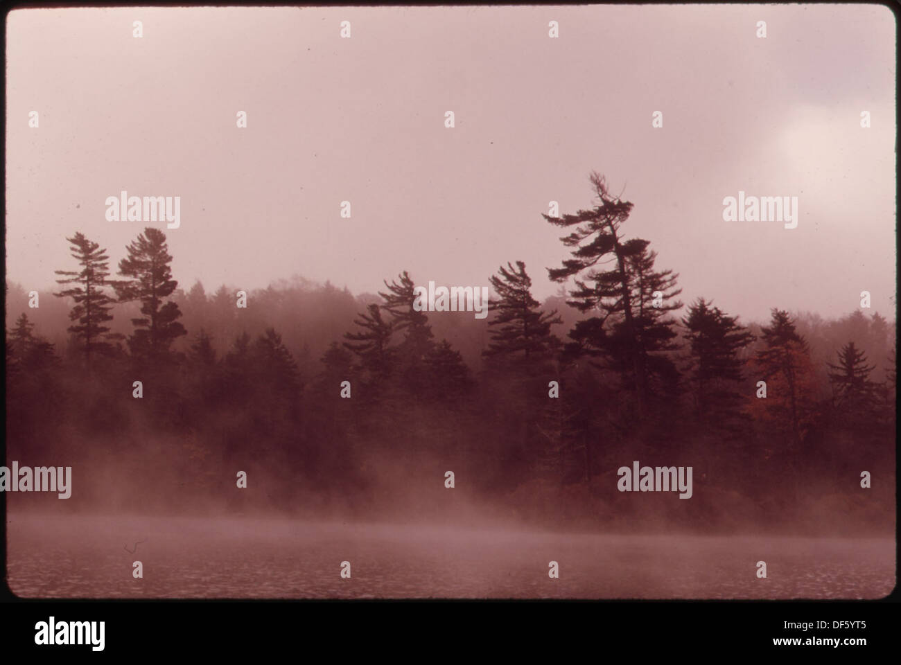 MISTY MORNING ON TWITCHELL LAKE SHOWING VIRGIN WHITE PINES IN THE ADIRONDACK FOREST PRESERVE 554754 Landscape Stock Photo