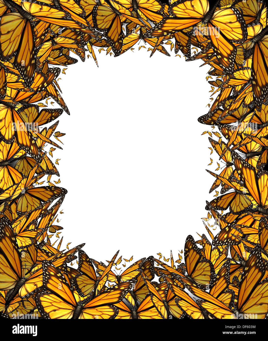 Butterfly border blank frame with flying group of Monarch butterflies working together forming a framed shape with a white background center for copy space as a concept for nature freedom and environmental conservation. Stock Photo