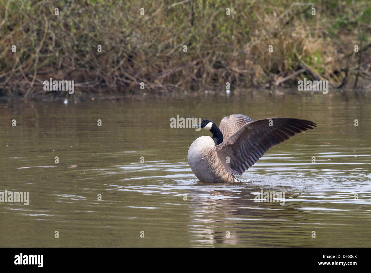 Canada Goose on the lake flapping his wings dry Stock Photo