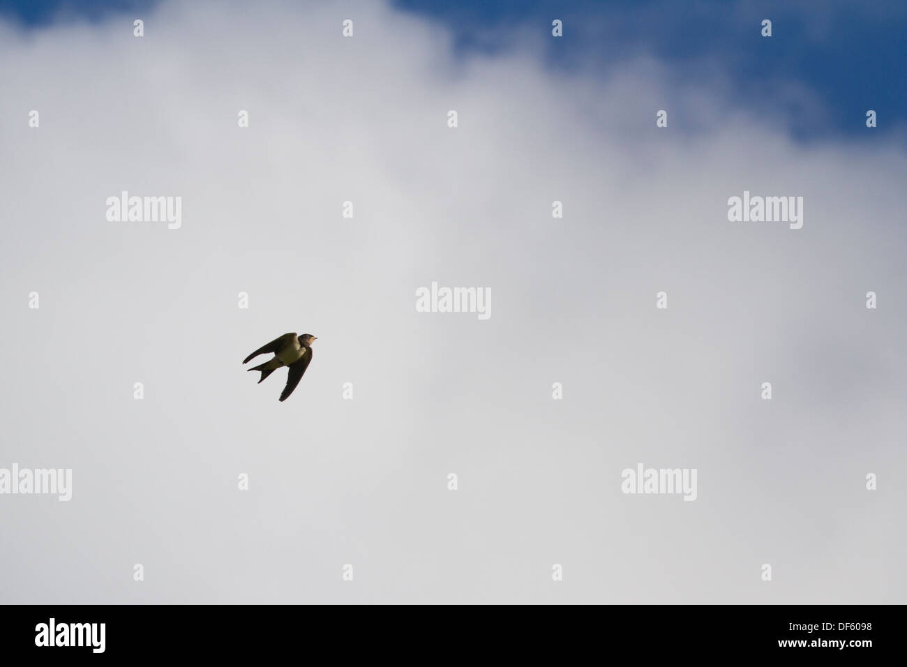 Swallow In Flight Over Head Clowdy Sky Stock Photo Alamy Swallow In Flight Over Head Clowdy Sky Stock Photo Alamy