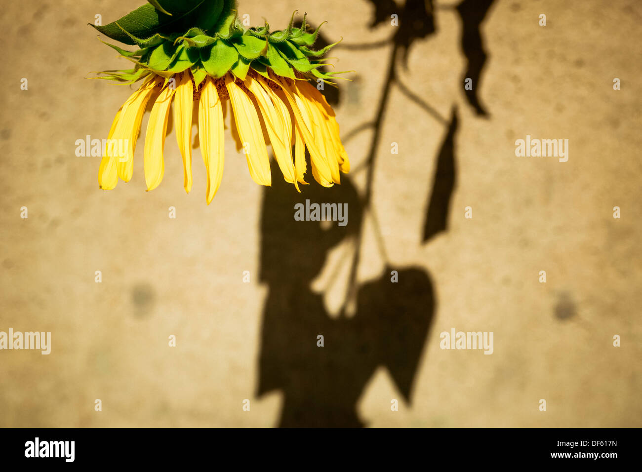 Sunflower drooping along a sidewalk path at the end of summer beginning