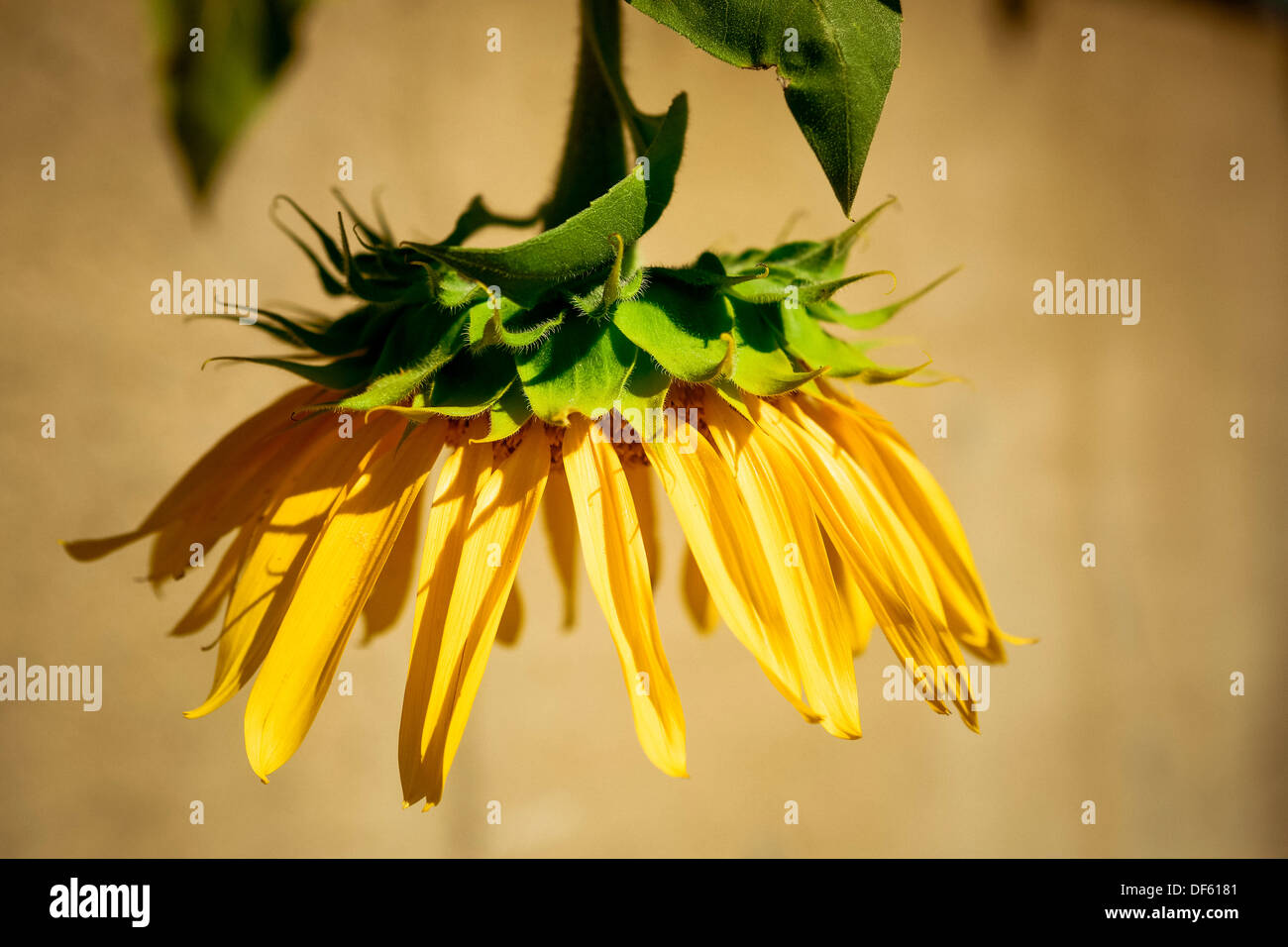 Sunflower drooping along a sidewalk path at the end of summer beginning