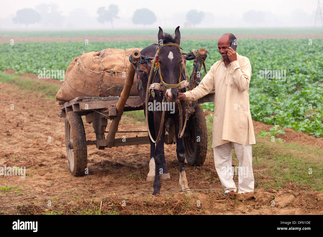 india, Uttar Pradesh, farmer leading horse and cart through field whilst using mobile phone Stock Photo