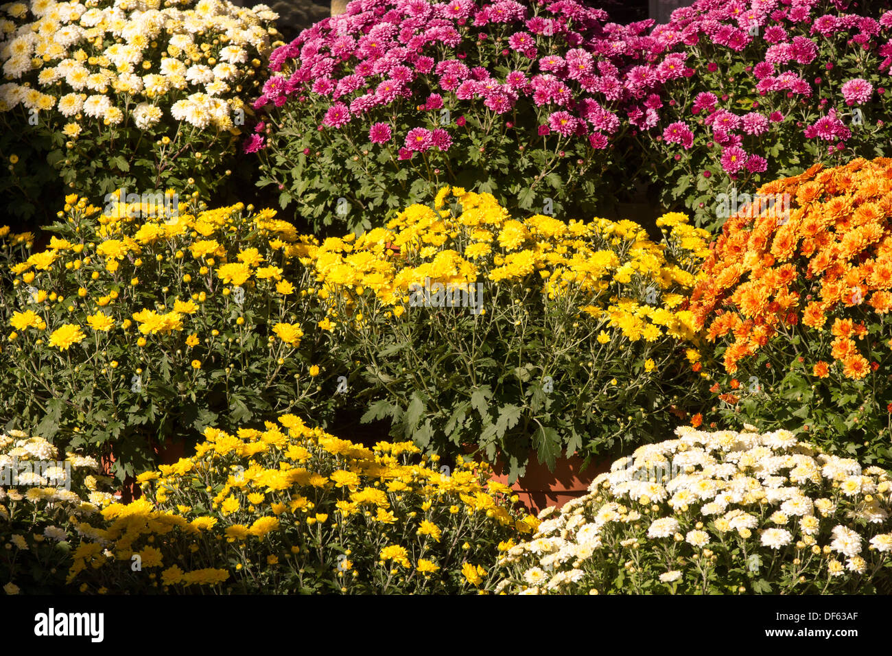 Potted Chrysanthemums on shelves Stock Photo